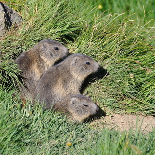 From Chabod to Pont - Marmots
